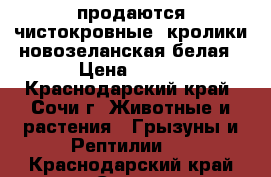 продаются чистокровные  кролики новозеланская белая › Цена ­ 450 - Краснодарский край, Сочи г. Животные и растения » Грызуны и Рептилии   . Краснодарский край,Сочи г.